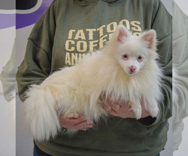 Medium Photo #2 Pomeranian Puppy For Sale in Huntley, IL, USA