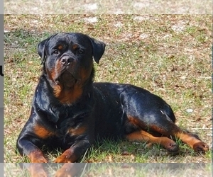 Father of the Rottweiler puppies born on 12/02/2023