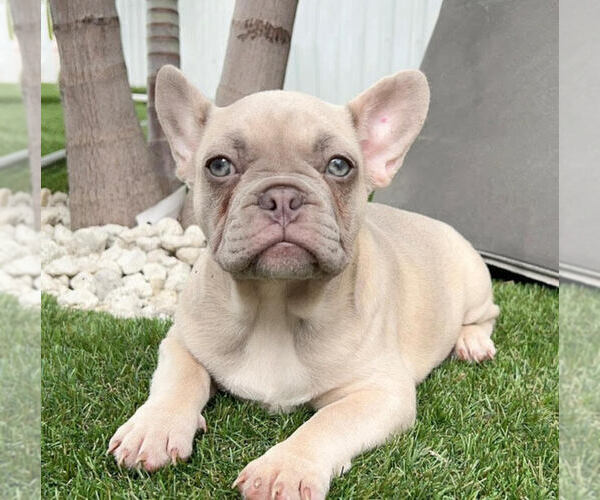 Medium Photo #9 French Bulldog Puppy For Sale in ORLANDO, FL, USA