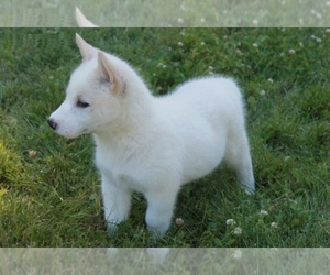 Siberian Husky Puppy for sale in HOLLYWOOD, CA, USA