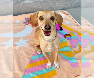 OLLIE - Male Chiweenie Dog for Adoption - Photo #2