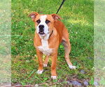 Small #3 American Pit Bull Terrier