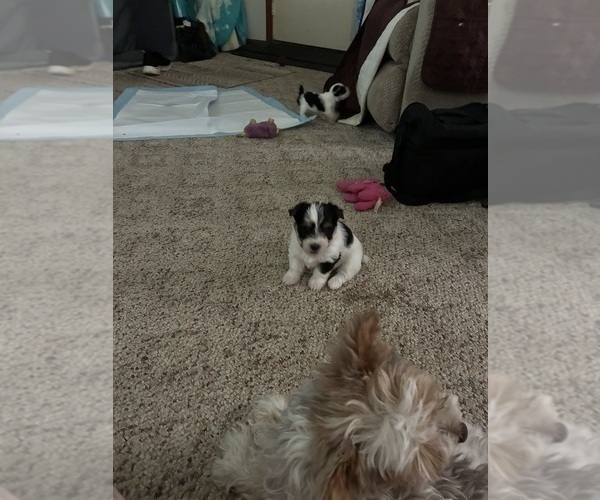 Medium Photo #1 Yorkshire Terrier Puppy For Sale in MOUNT PLEASANT, MI, USA