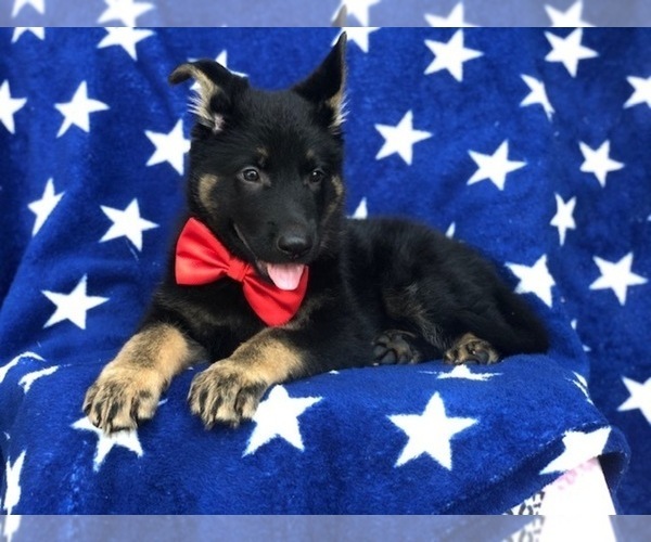 Medium Photo #5 German Shepherd Dog Puppy For Sale in CEDAR LANE, PA, USA