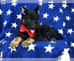 Small Photo #5 German Shepherd Dog Puppy For Sale in CEDAR LANE, PA, USA