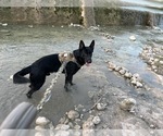 Small Photo #14 German Shepherd Dog Puppy For Sale in SUGAR LAND, TX, USA