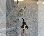 Small #6 Beagle