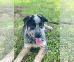 Shollie Puppy for sale in EASLEY, SC, USA