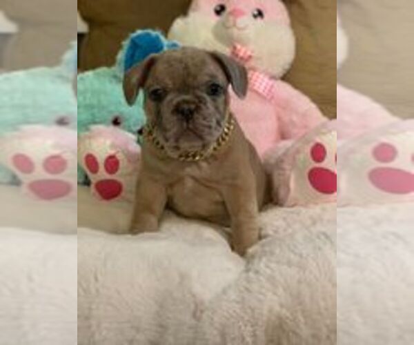 Medium Photo #6 French Bulldog Puppy For Sale in CONVERSE, TX, USA