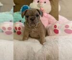 Small Photo #6 French Bulldog Puppy For Sale in CONVERSE, TX, USA