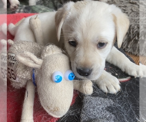 Medium Photo #5 Labrador Retriever Puppy For Sale in MINOCQUA, WI, USA