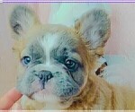 Small #8 French Bulldog