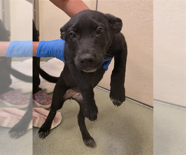 Medium Photo #1 Australian Kelpie-Unknown Mix Puppy For Sale in Placerville, CA, USA