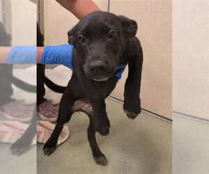 Australian Kelpie-Unknown Mix Dogs for adoption in Placerville, CA, USA