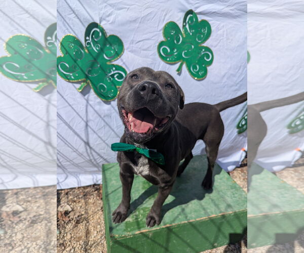 Medium Photo #9 American Staffordshire Terrier-Unknown Mix Puppy For Sale in Calhoun, GA, USA
