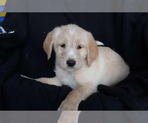 Medium Photo #1 Labradoodle Puppy For Sale in SHILOH, OH, USA