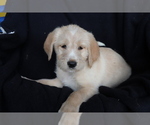Small Photo #1 Labradoodle Puppy For Sale in SHILOH, OH, USA