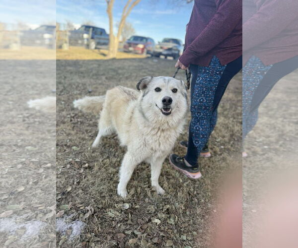 Medium Photo #4 Siberian Husky-Unknown Mix Puppy For Sale in Grafton, WI, USA
