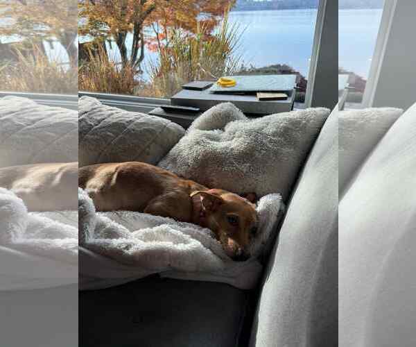 Medium Photo #2 Dachshund-Unknown Mix Puppy For Sale in Arlington, WA, USA