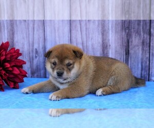 Shiba Inu Puppy for sale in FREDERICKSBG, OH, USA