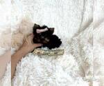 Small #6 Yorkshire Terrier
