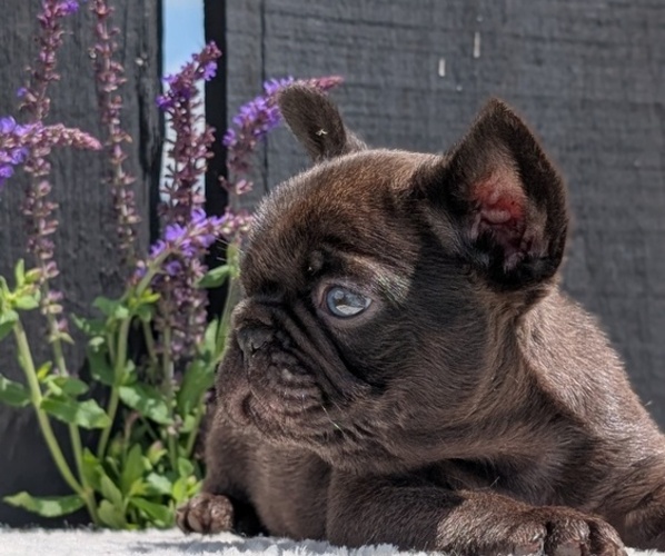 Medium Photo #31 French Bulldog Puppy For Sale in GOSHEN, IN, USA