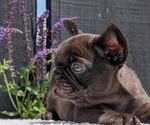 Small Photo #31 French Bulldog Puppy For Sale in GOSHEN, IN, USA