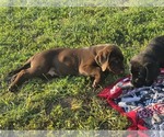 Small #8 Labrador Retriever