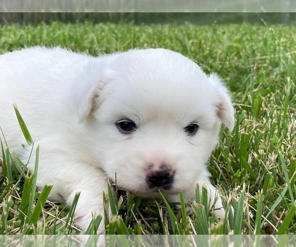 Medium Photo #5 Miniature American Eskimo Puppy For Sale in DOWNING, MO, USA