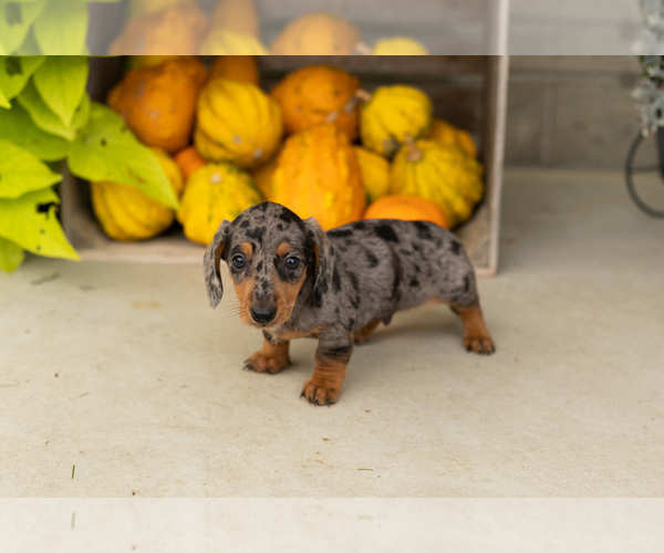 Medium Photo #2 Dachshund Puppy For Sale in MILFORD, IN, USA