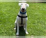 Small Bull Terrier