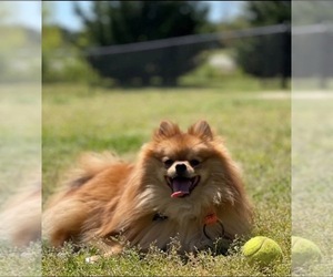 Father of the Pomeranian puppies born on 06/20/2026