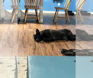 Kora - Female German Shepherd Dog-Unknown Mix Dog for Adoption - Photo #2
