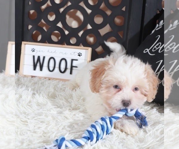 Medium Photo #2 ShihPoo Puppy For Sale in MOUNT VERNON, OH, USA