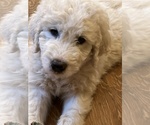 Small Photo #8 Great Pyrenees-Komondor Mix Puppy For Sale in LOUISVILLE, KY, USA