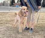 Small Photo #1 Goldendoodle Puppy For Sale in GUNNISON, CO, USA