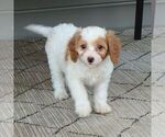 Small #1 Cavapoo