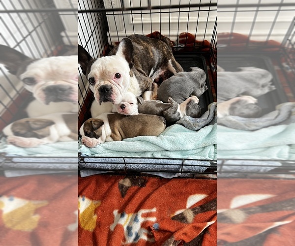 Medium Photo #16 French Bulldog Puppy For Sale in BUCKEYE, AZ, USA