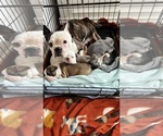 Small #15 French Bulldog