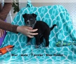 Small Photo #2 Australian Shepherd Puppy For Sale in CLARKRANGE, TN, USA