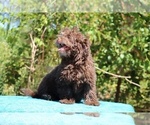 Small #10 ShihPoo