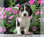 Small Photo #2 Beagle Puppy For Sale in FREDERICKSBG, OH, USA