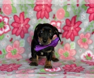 Dachshund Dog for Adoption in LANCASTER, Pennsylvania USA