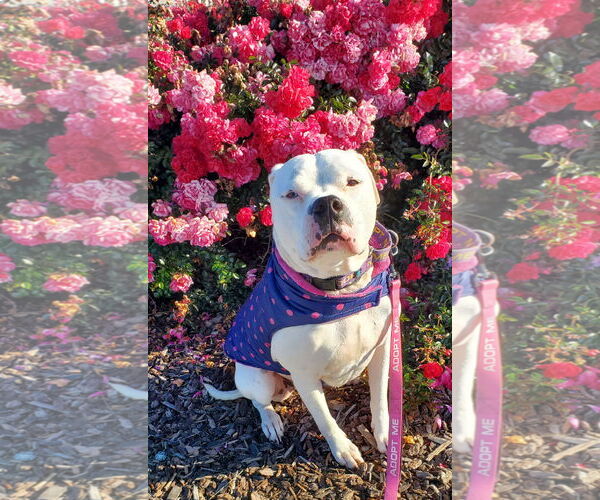 Medium Photo #6 Bulloxer Puppy For Sale in Fresno, CA, USA