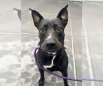 Small #4 American Pit Bull Terrier-Labrador Retriever Mix