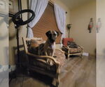 Small #4 Mutt