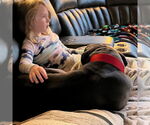 Small #28 American Pit Bull Terrier Mix