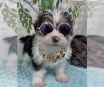 Small Photo #32 Shorkie Tzu Puppy For Sale in SELLERSBURG, IN, USA