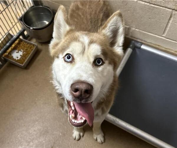 Medium Photo #1 Siberian Husky Puppy For Sale in Martinez, CA, USA