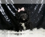 Small #4 Poodle (Toy)